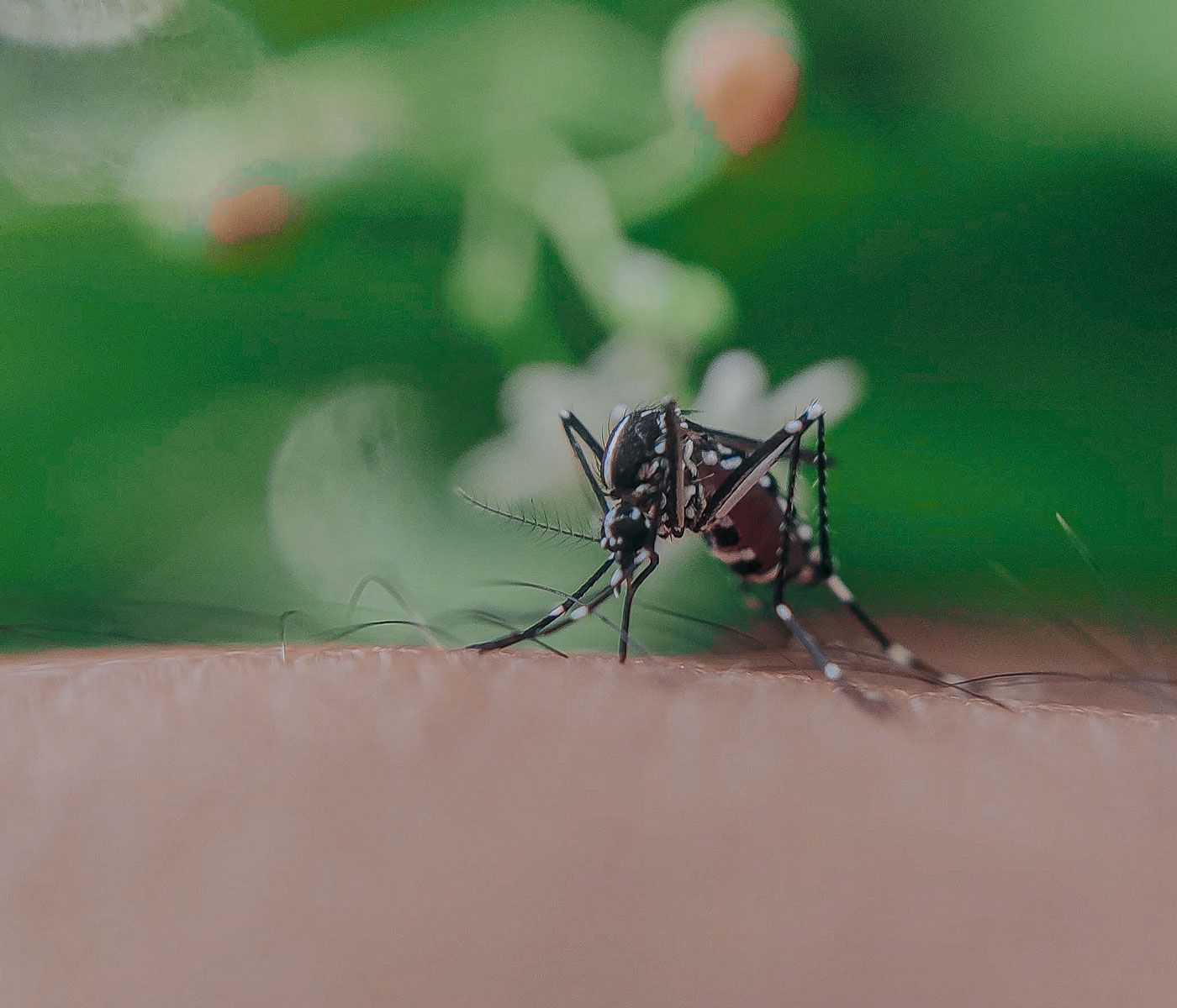 Close-up of a mosquito biting human skin