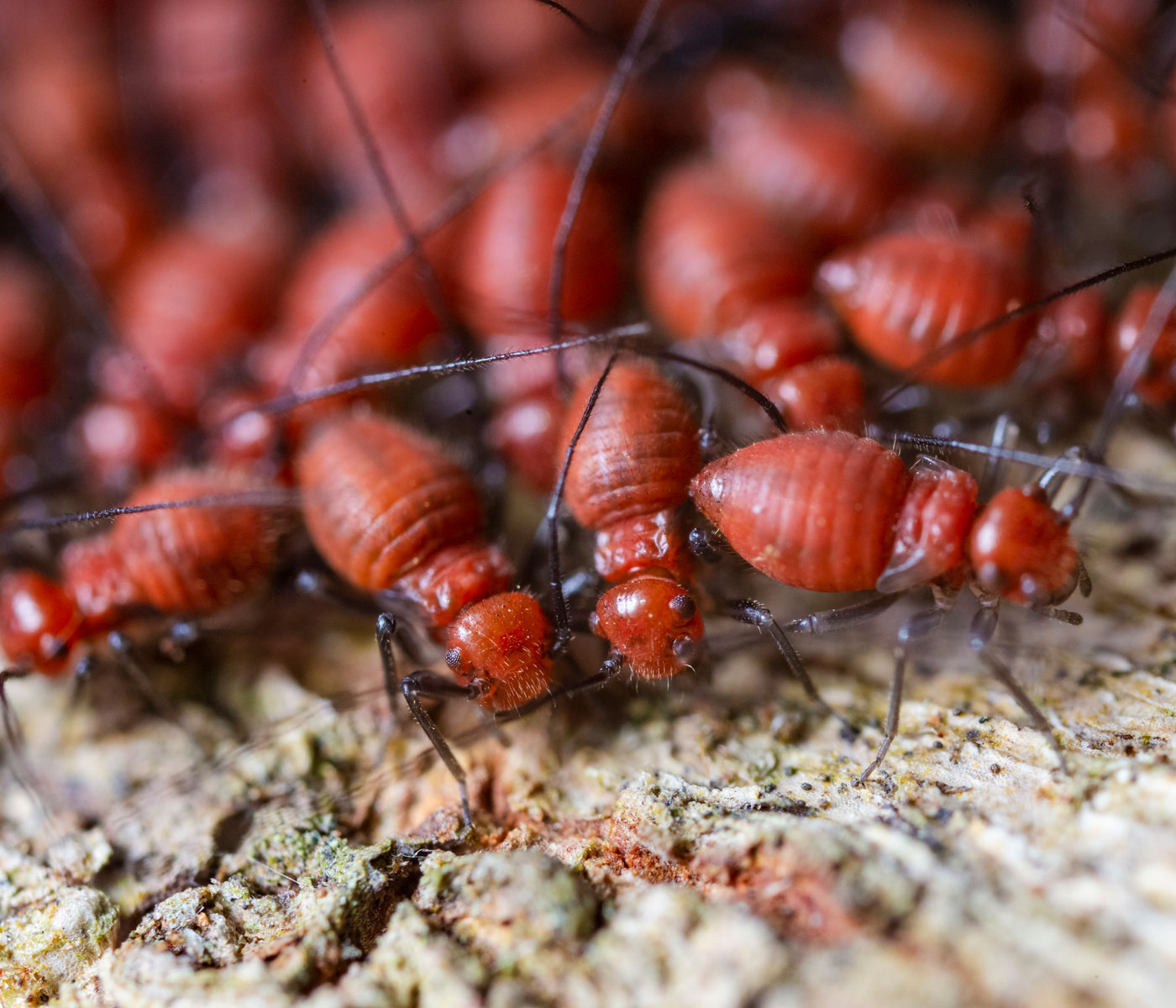 Close-up of a termite colony crawling across damaged wood