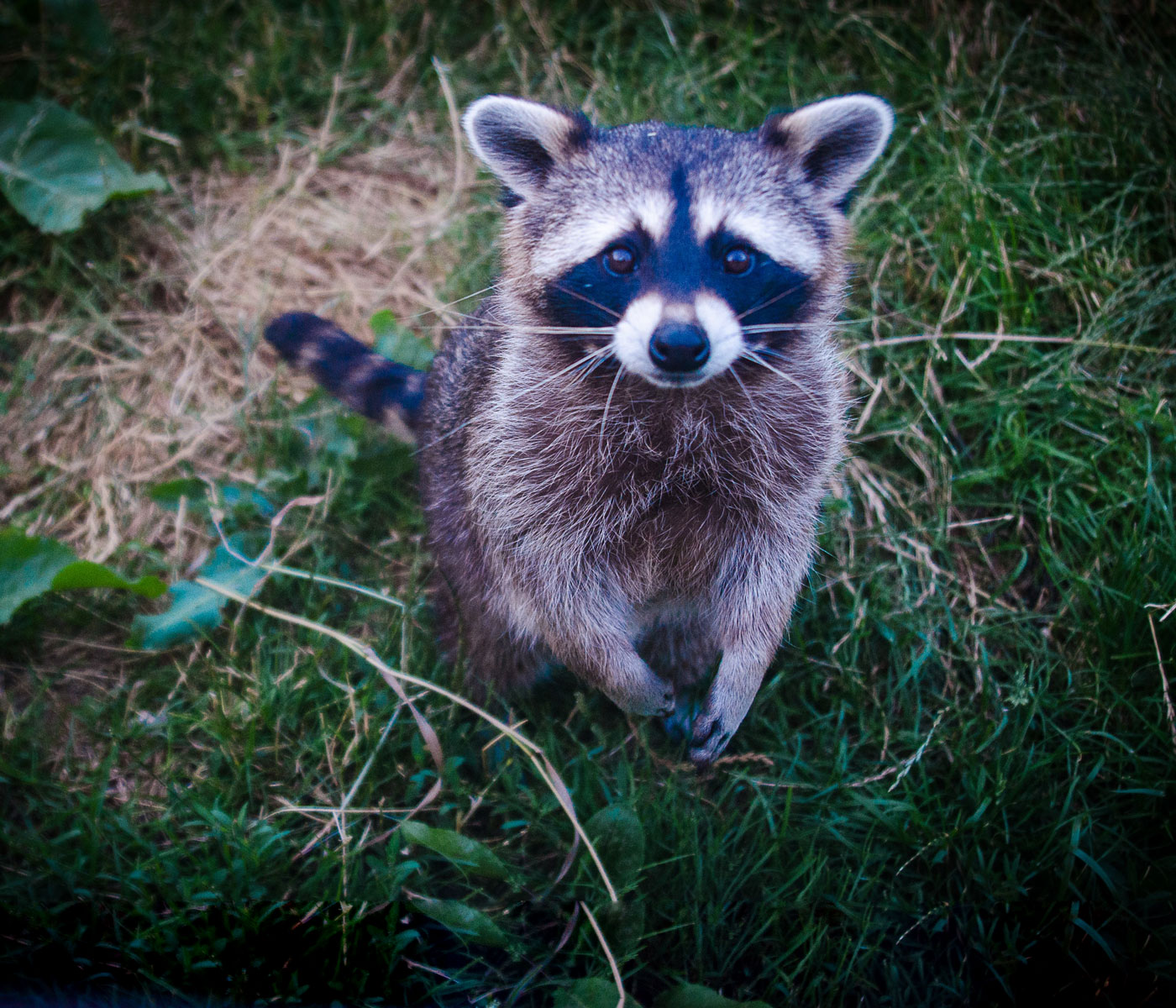 Raccoon standing in grass and looking up at the camera