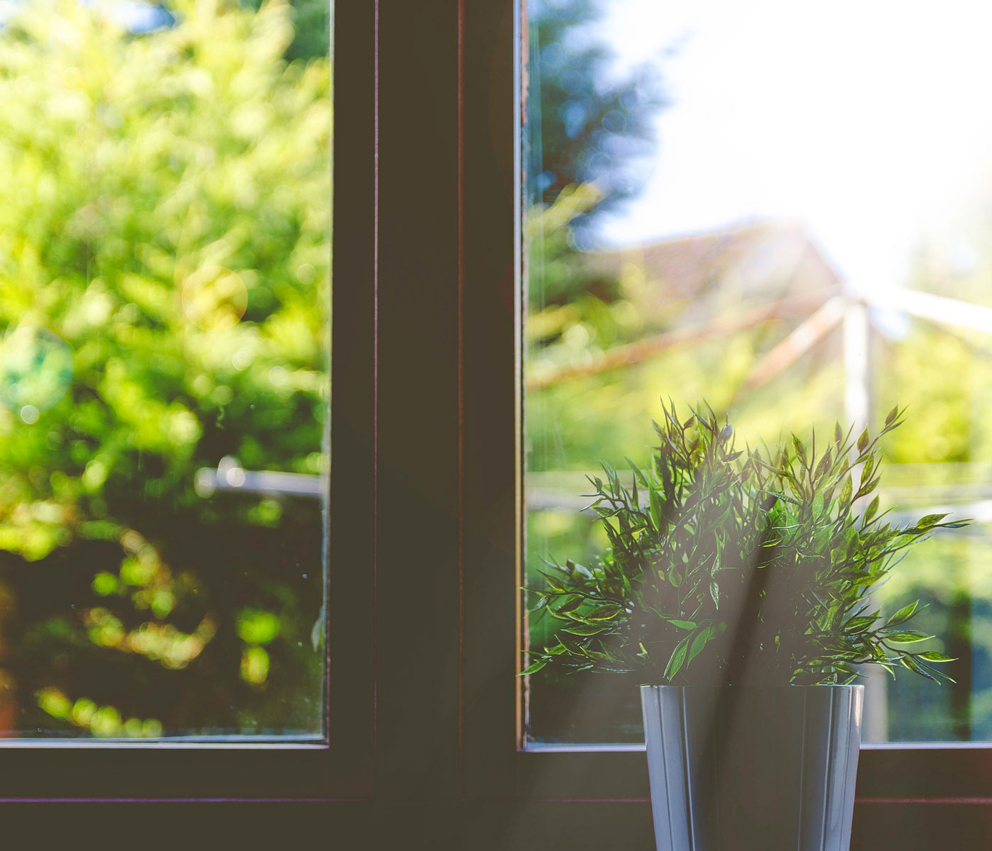 Sunlit home window with a green houseplant on the sill