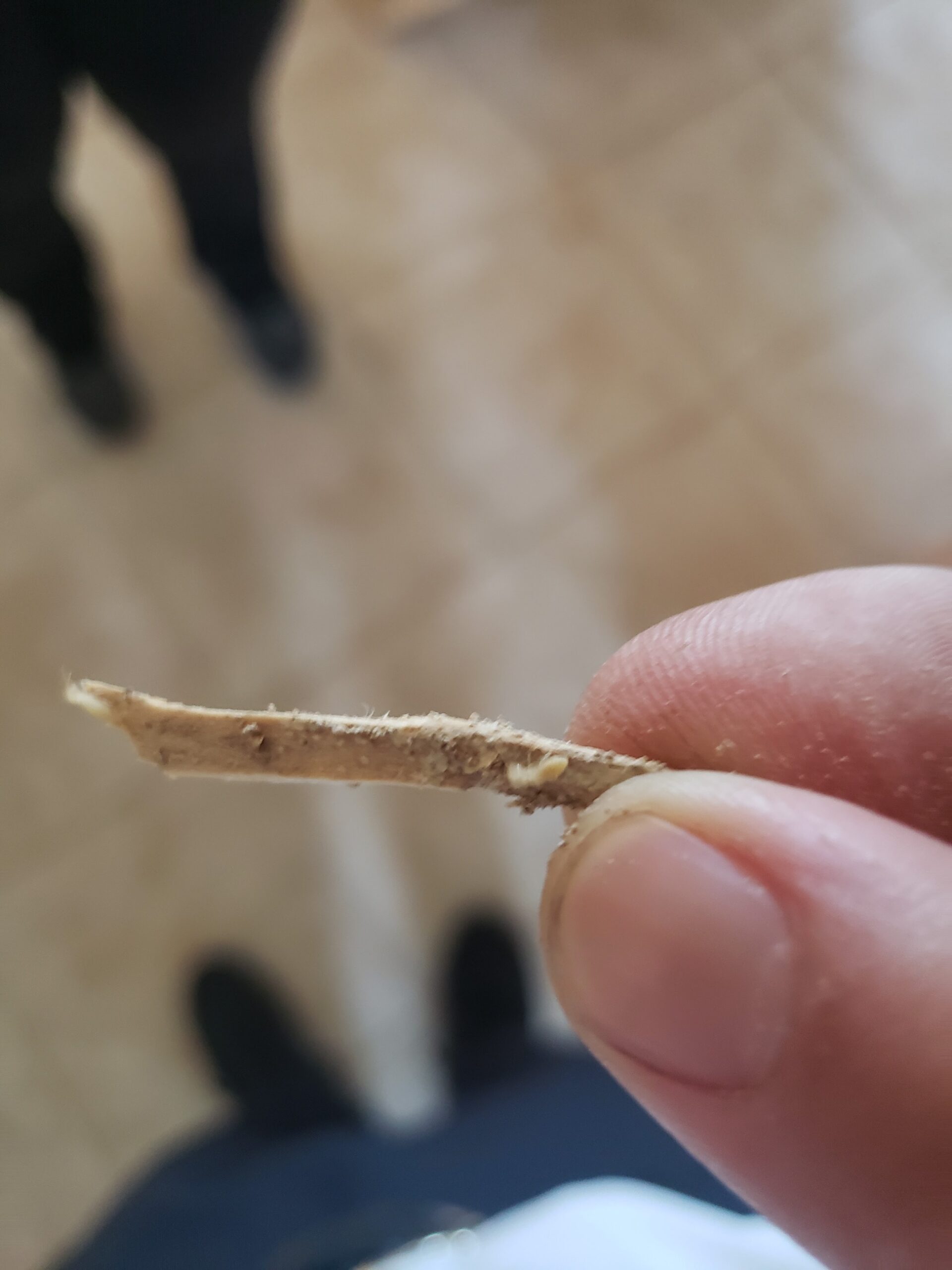 Hand holding a thin piece of wood hollowed out by termites