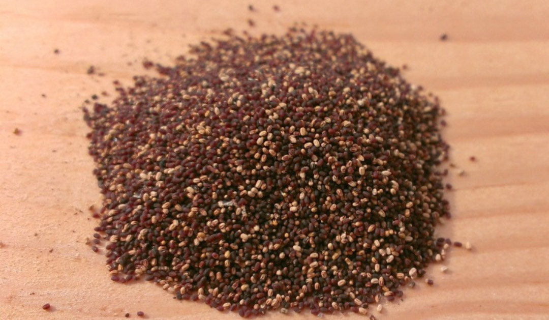 Pile of drywood termite droppings, known as frass, on a wooden surface