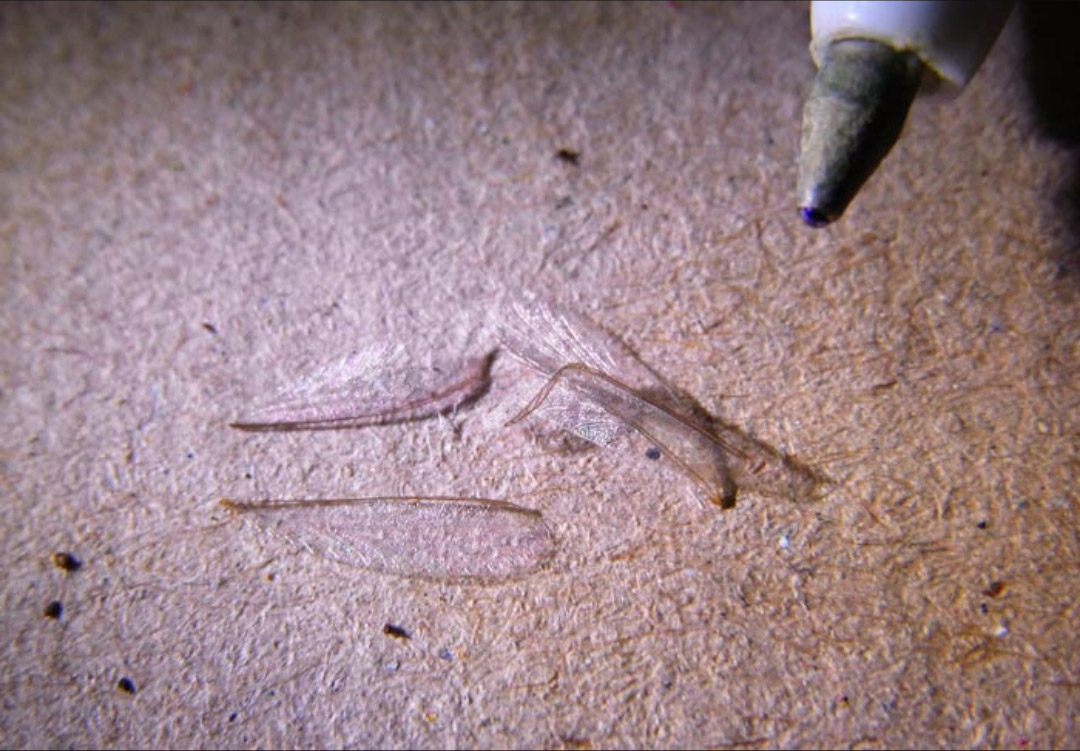 Discarded termite swarmer wings beside a pen tip for scale