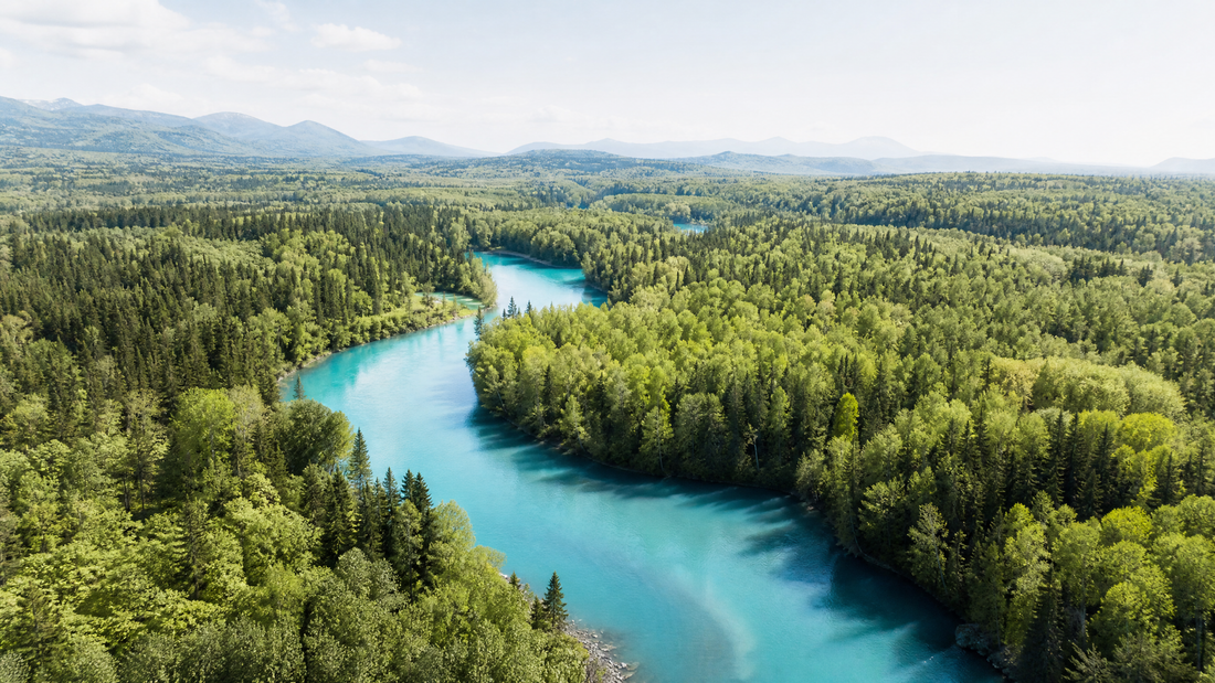 Aerial view of diverse global forests from above, bright cyan river winding through trees.